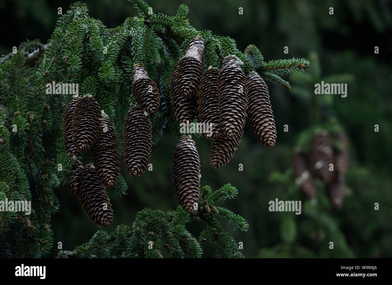 spruce cones, baden-wuerttemberg, heilbronn-franconia, germany, (Picea abies) Stock Photo