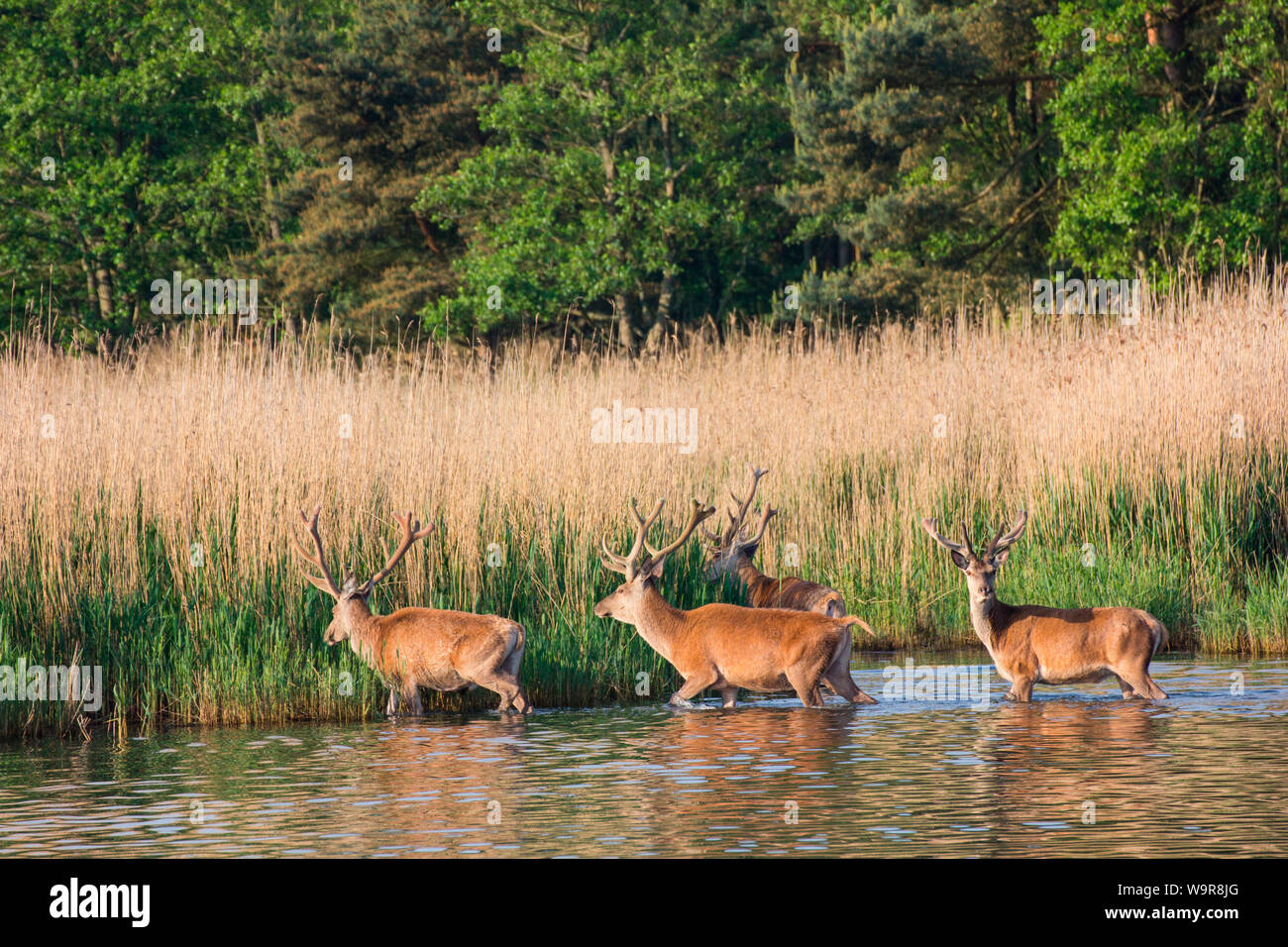 Red Deer, Darss, Mecklenburg Vorpommern, Germany, Nationalpark Vorpommersche Boddenlandschaft, (Cervus elaphus) Stock Photo