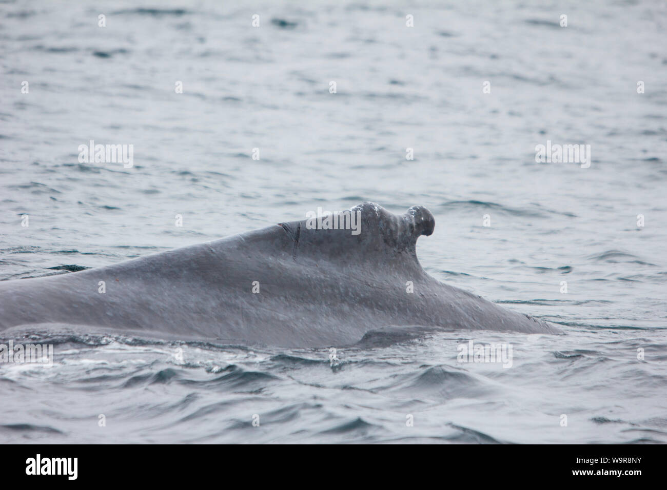Humpback Whale, Whale Watching, Brier Island, Bay of Fundy, Nova Scotia, Canada, (Megaptera
