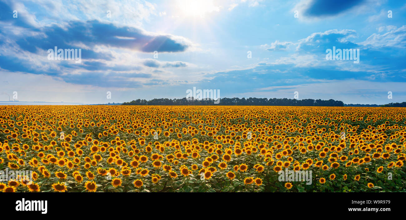 View of a very large field of sunflowers Stock Photo - Alamy