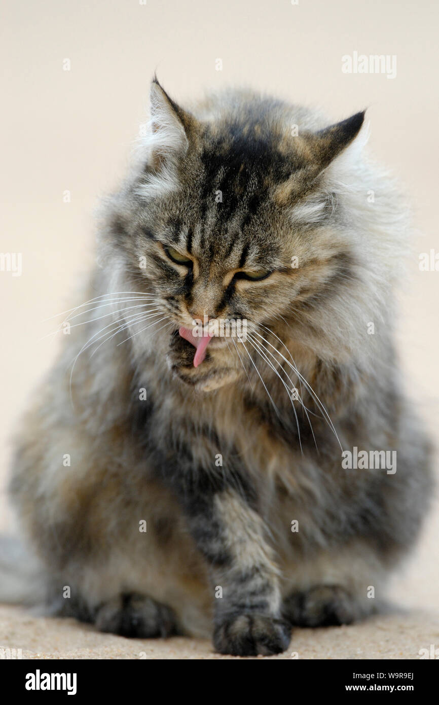 Norwegian forest cat paw hires stock photography and images Alamy