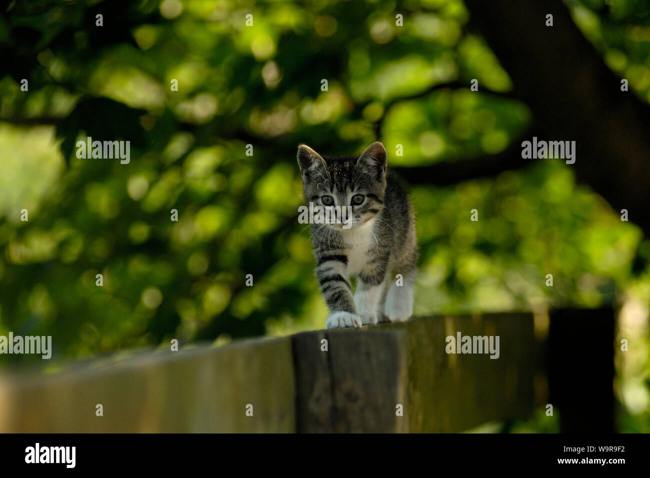 Domestic cat, tabby kitten walking on wooden fence Stock Photo - Alamy