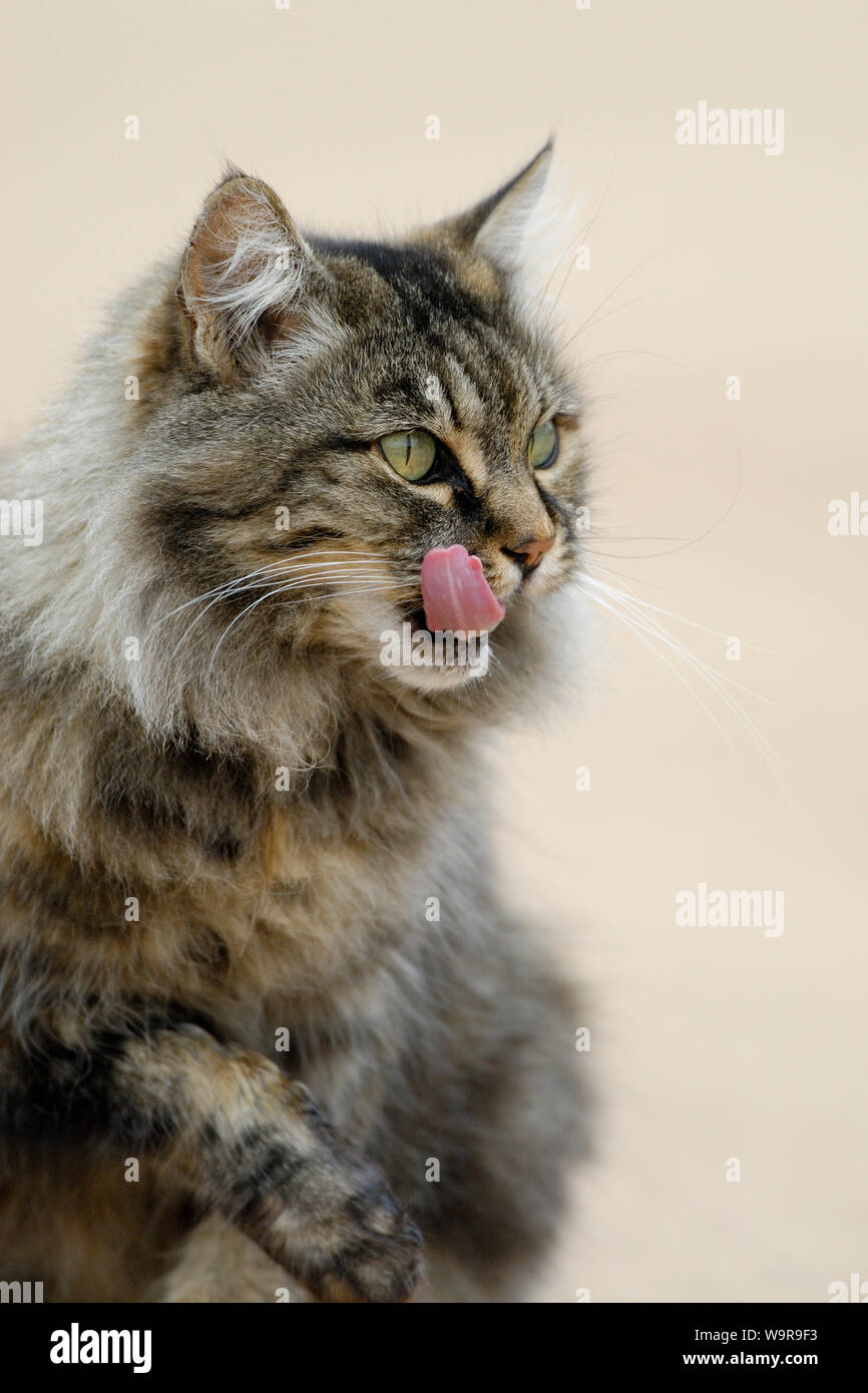 Norwegian Forest Cat licking her mouth Stock Photo Alamy