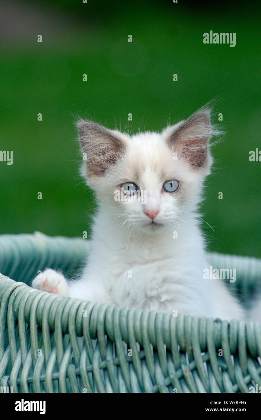 Ragdoll-Kitten in wicker basket Stock Photo
