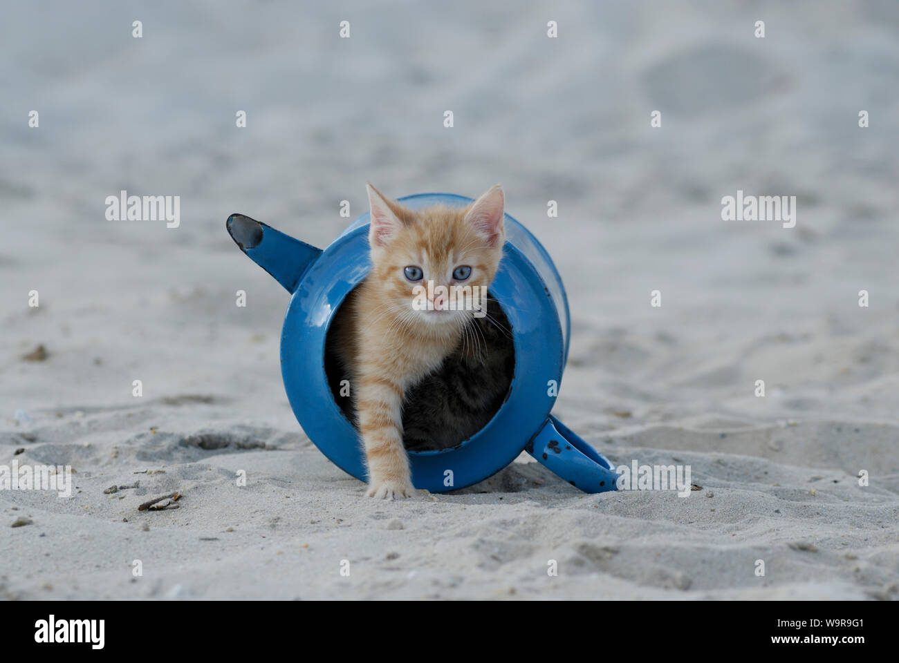 Domestic cat, ginger kitten in old blue watering can Stock Photo
