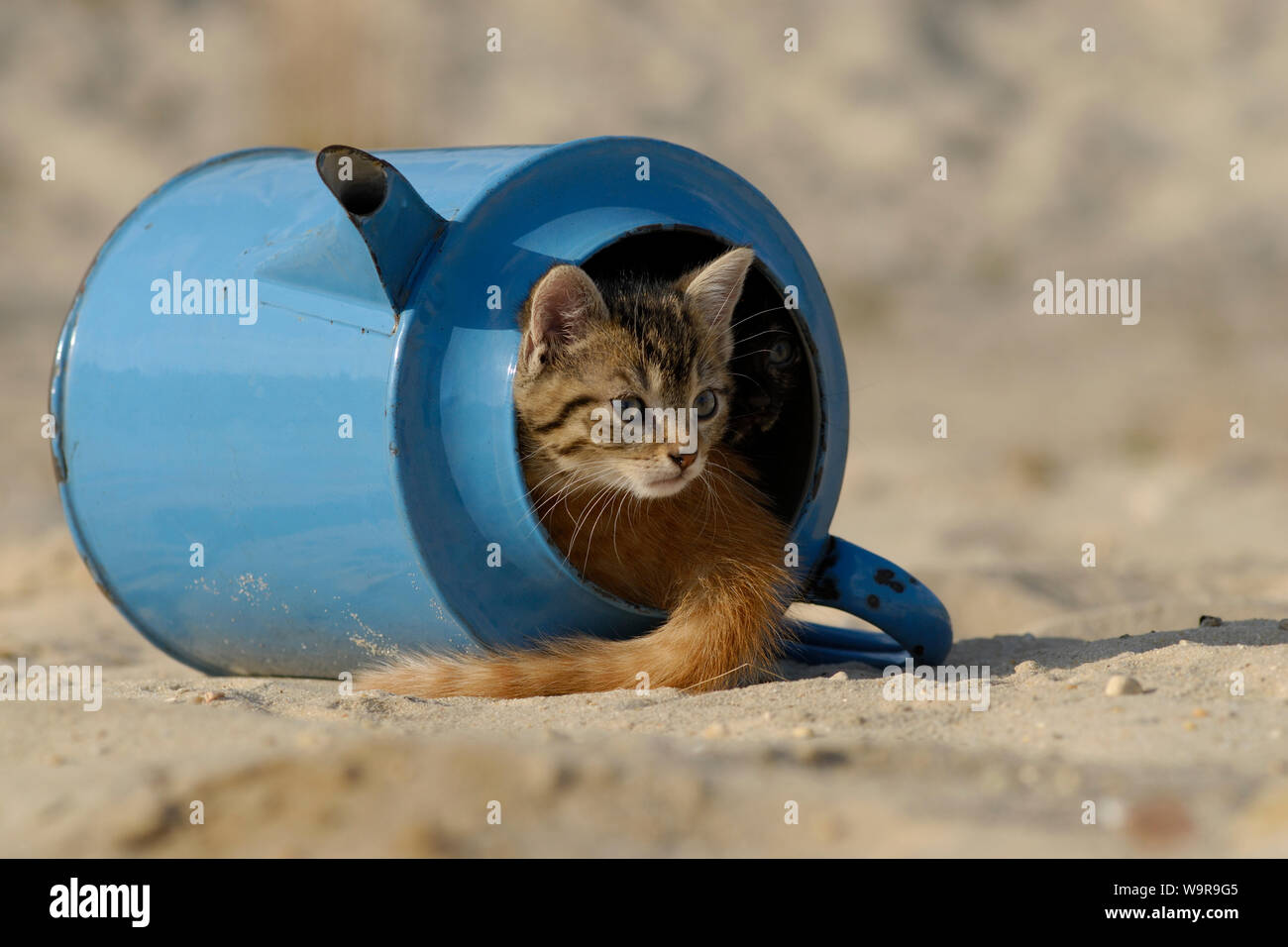 Domestic cats, kittens in old blue watering can Stock Photo