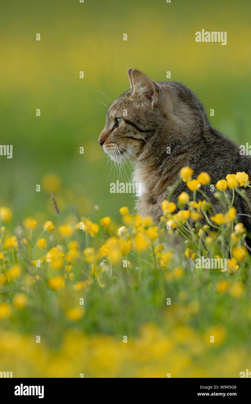 Domestic cat, tabby tomcat on flowering meadow Stock Photo