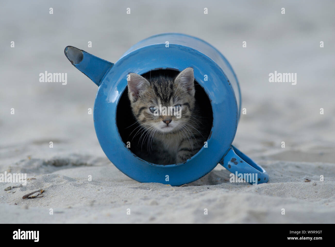 Domestic cat, tabby kitten in old blue watering can Stock Photo