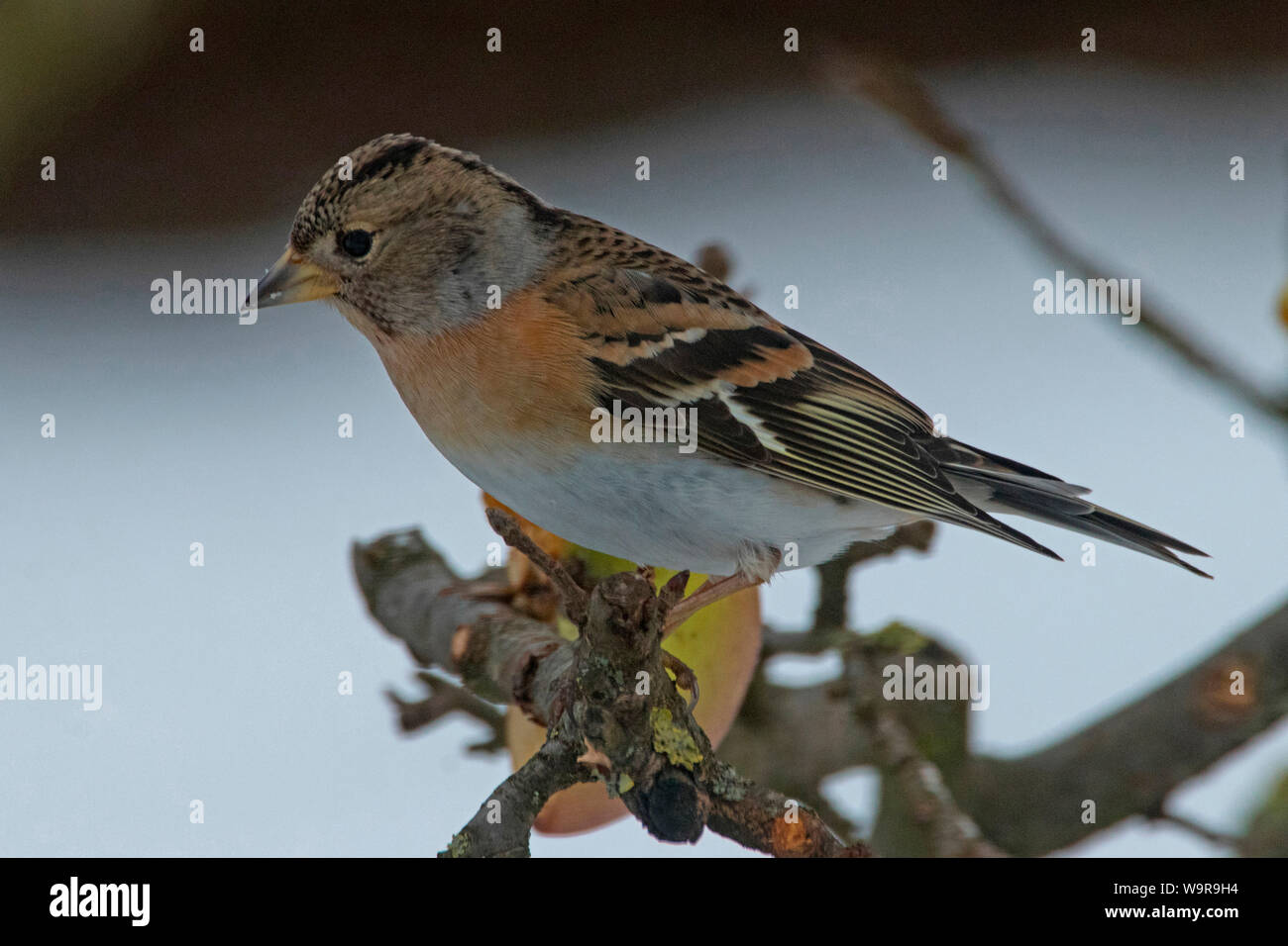 brambling, (Fringilla montifringilla Stock Photo - Alamy