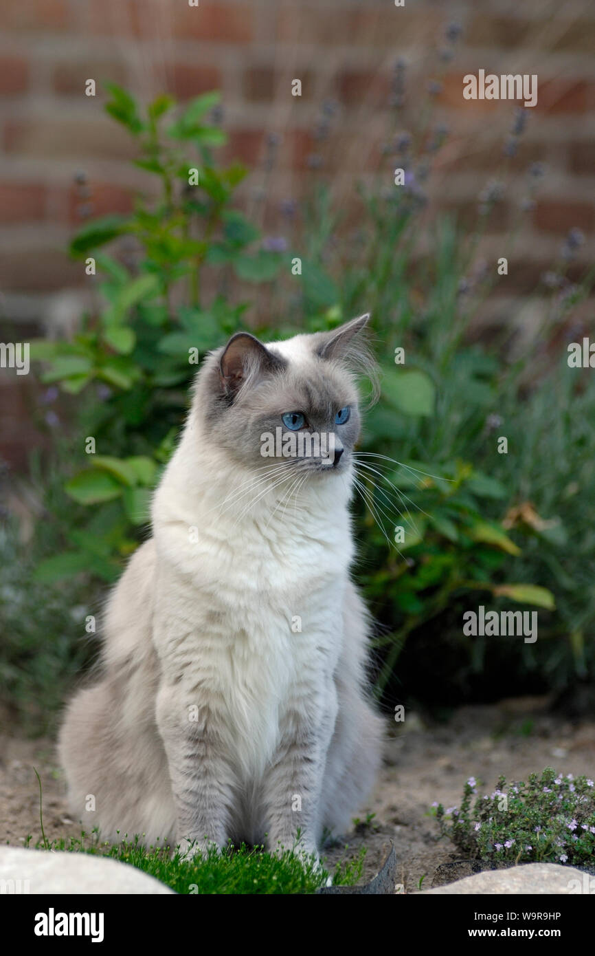 Ragdoll-Cat in garden Stock Photo