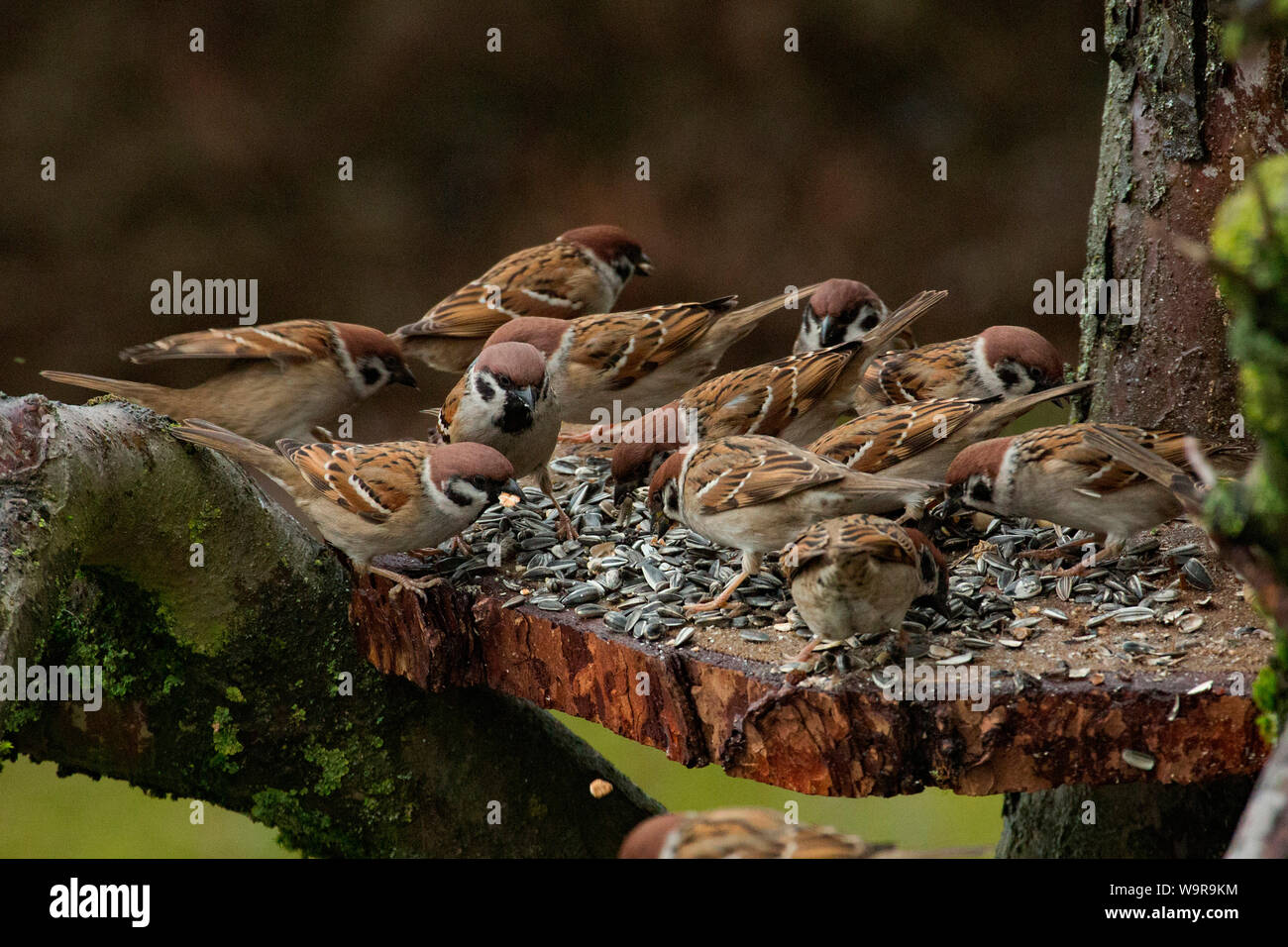eurasian tree sparrows, (Passer montanus) Stock Photo