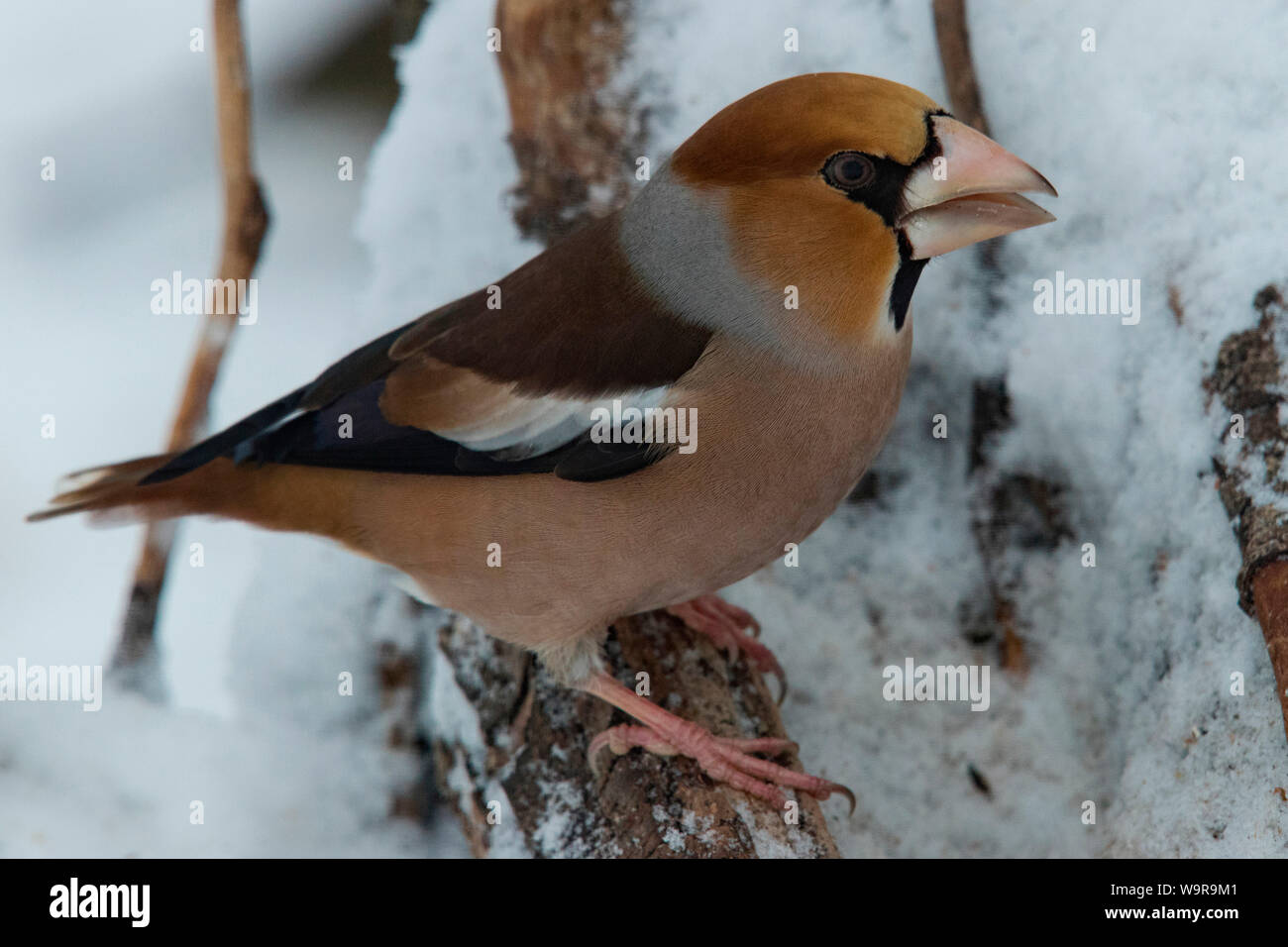 hawfinch, (Coccothraustes coccothraustes) Stock Photo