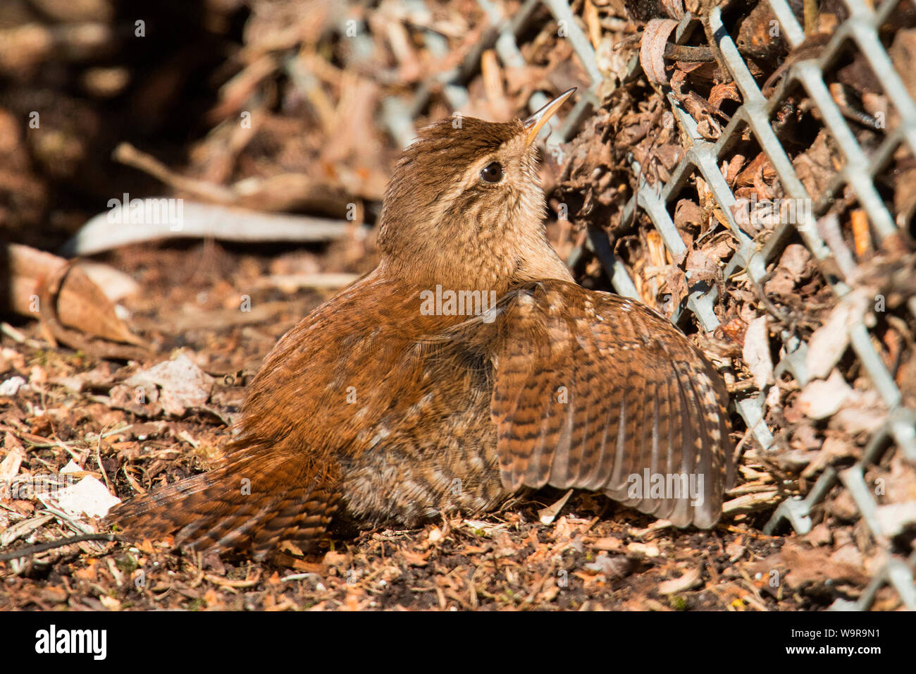 eurasian wren, sunbathing, (Troglodytes troglodytes) Stock Photo