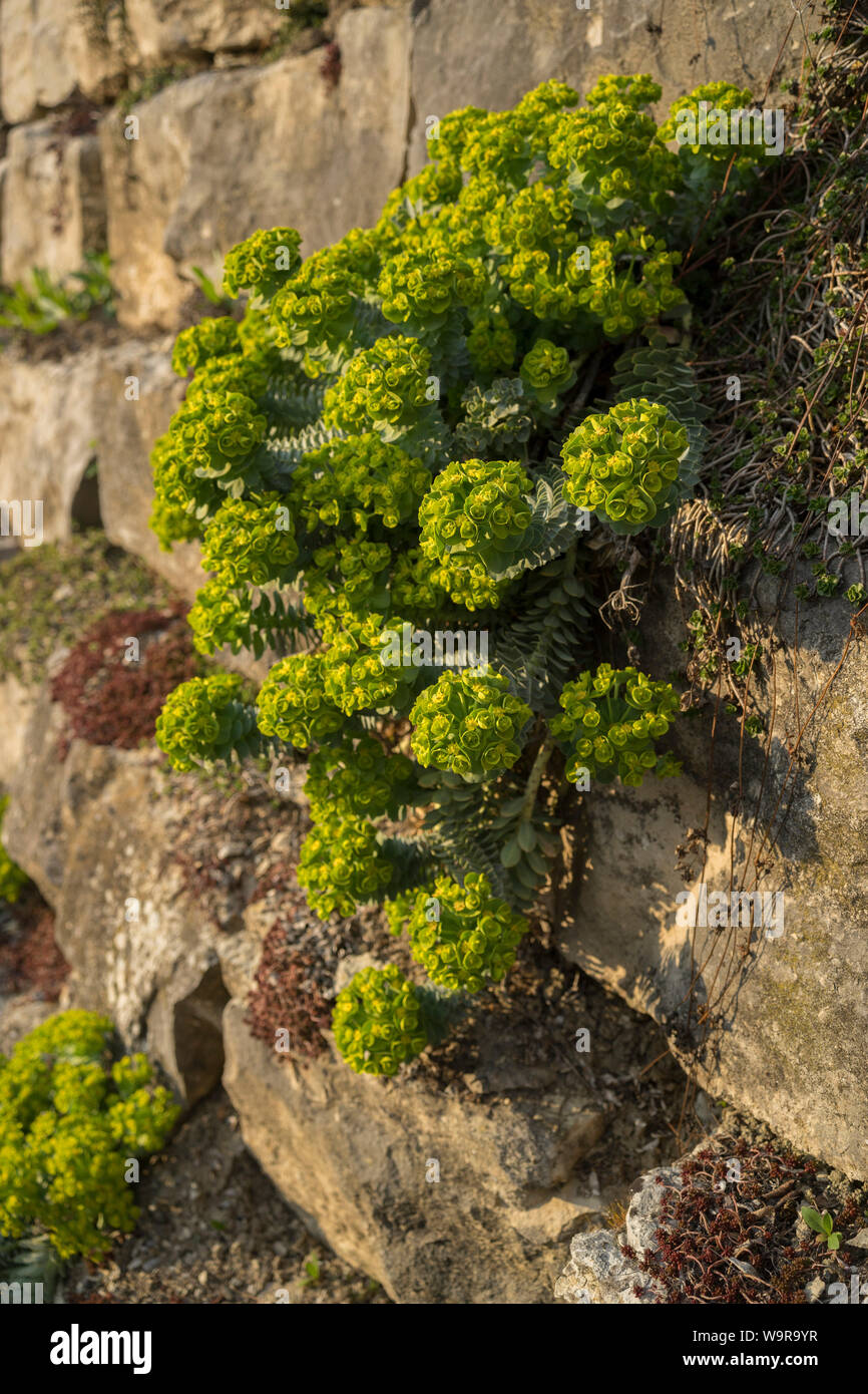 myrtle spurge, schwaebisch hall, hohenlohe region, baden-wuerttemberg, heilbronn-franconia, germany, (Euphorbia myrsinites) Stock Photo