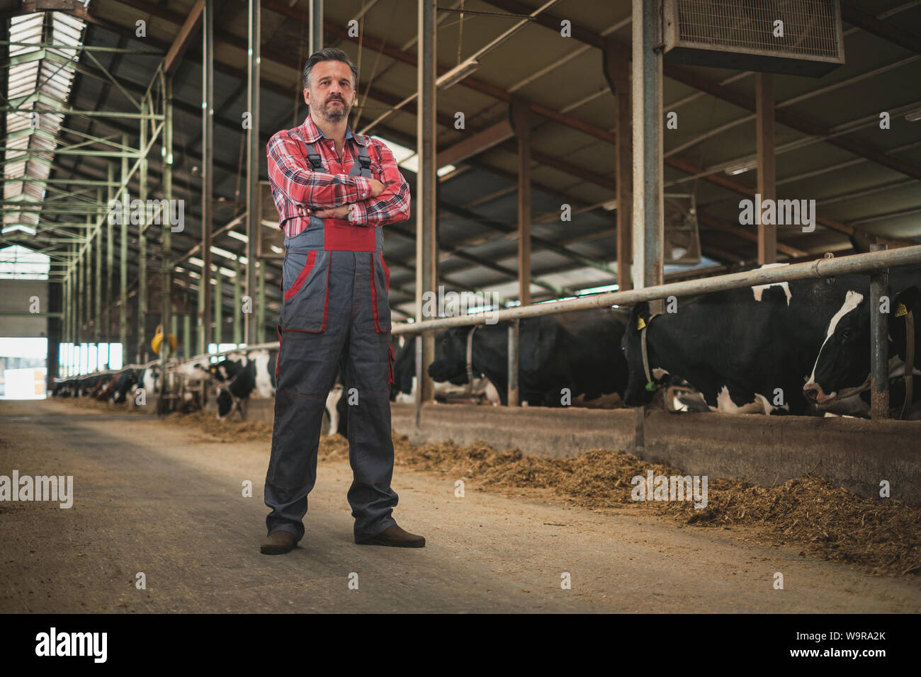 Farmer in a cowshed on a dairy farm Stock Photo - Alamy