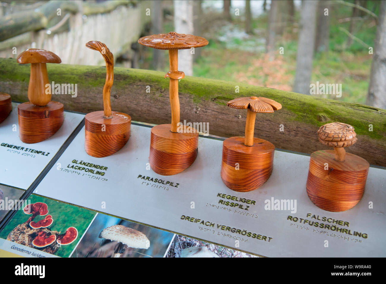 fungal models, nature discovery trail, Eifel National Park, North Rhine-Westphalia, Germany, Europe Stock Photo