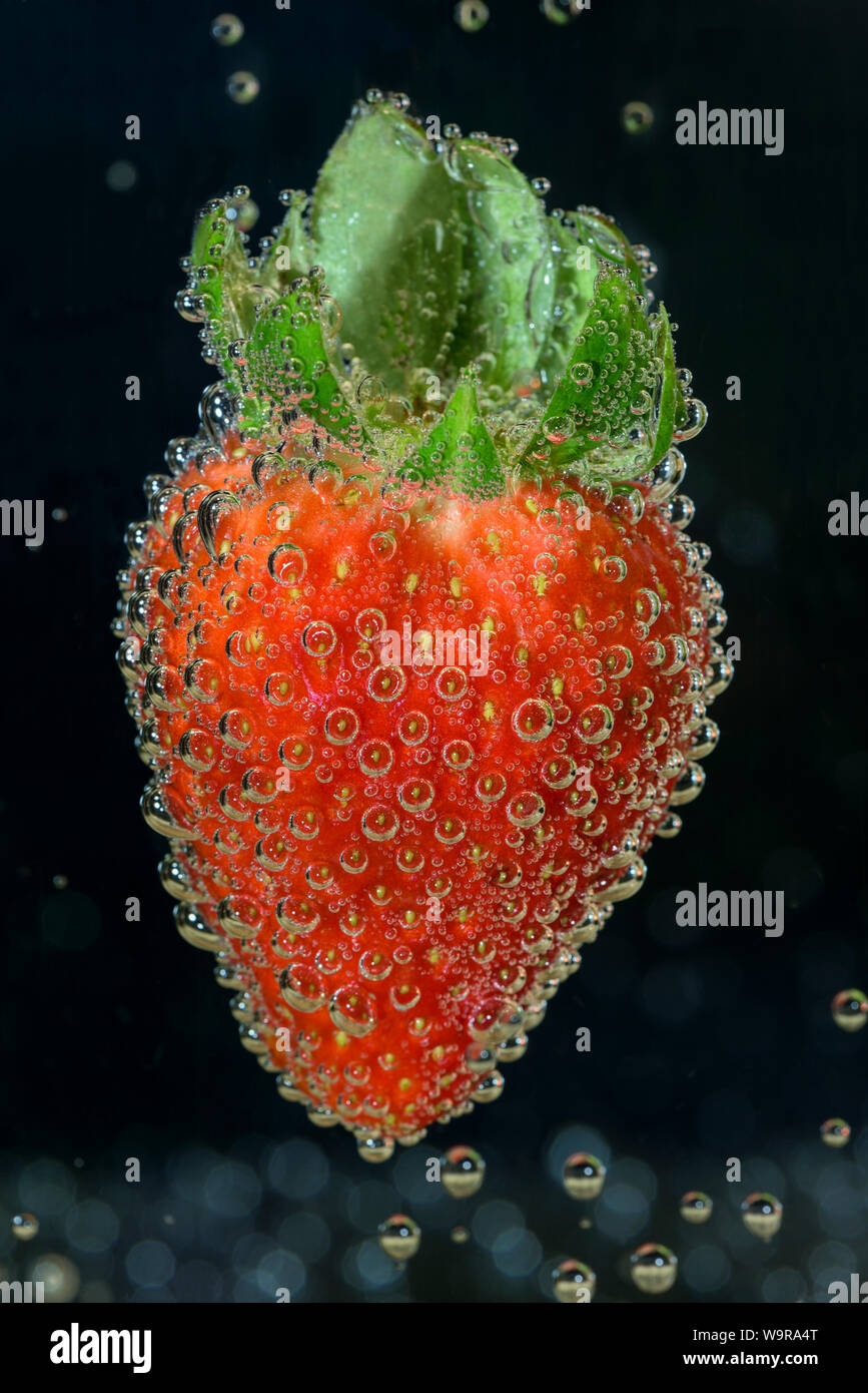 Garden strawberry, Lower Saxony, Germany (Fragaria × ananassa, Fragaria × magna) Stock Photo