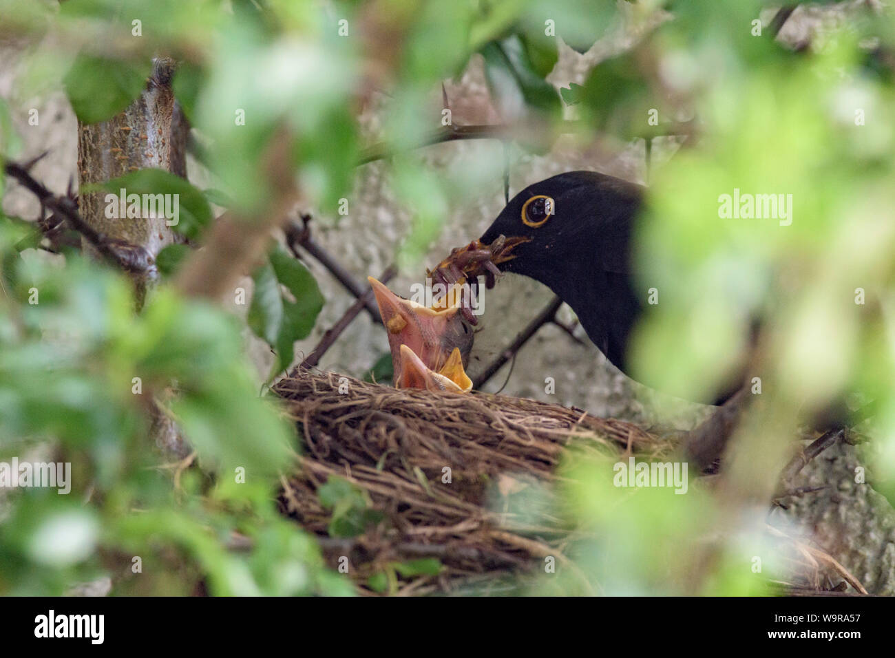 Blackbird nest, male and nestlings, Common Blackbird, Eurasian blackbird, Lower Saxony, Germany, (Turdus merula) Stock Photo