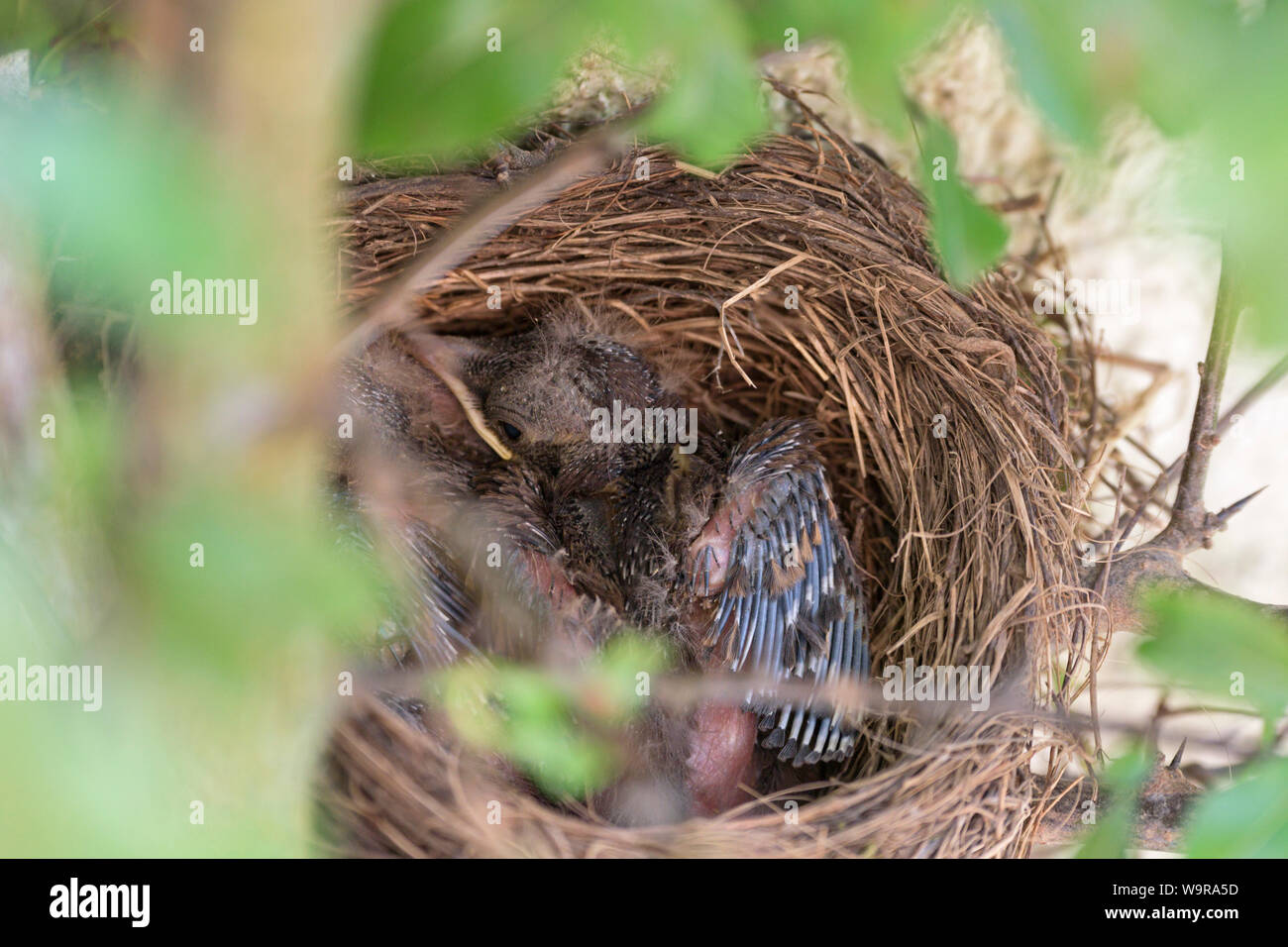 Blackbird nest, nestlings, Common Blackbird, Eurasian blackbird, Lower Saxony, Germany, (Turdus merula) Stock Photo