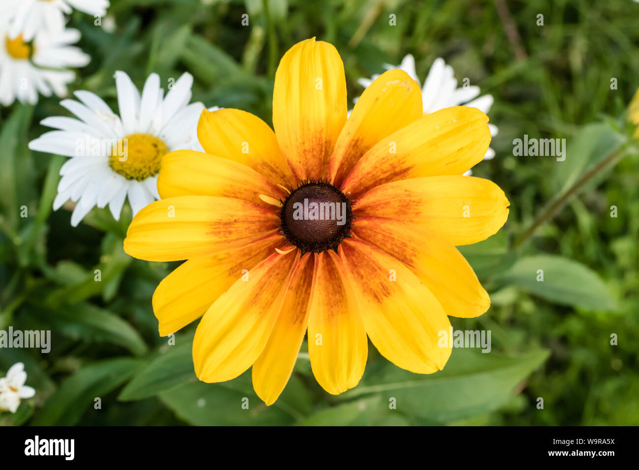 Multiples Flowers Stock Photo