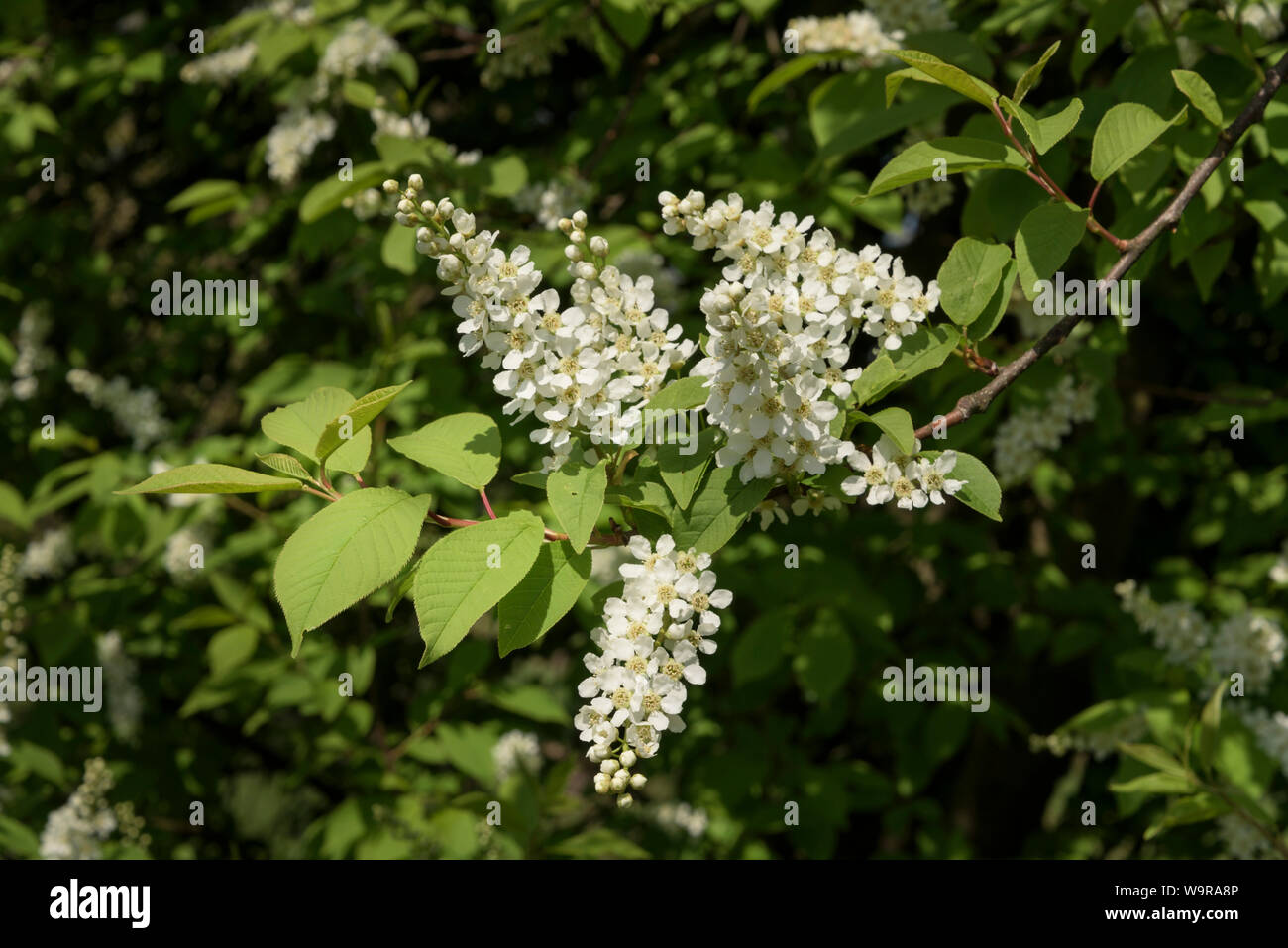 Bird cherry, hackberry, hagberry, Mayday tree, Witzenhausen, Geo ...
