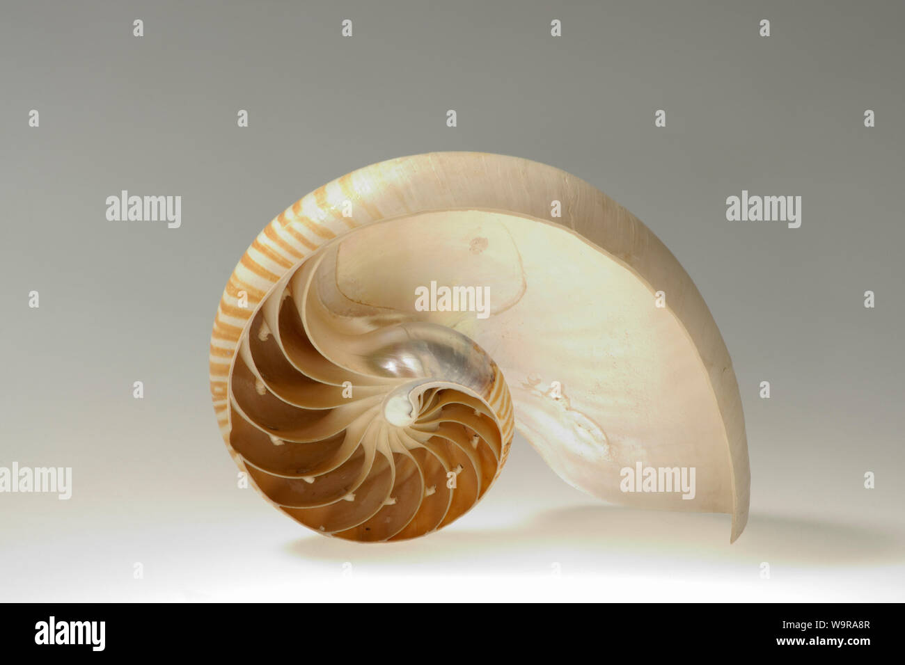 Nautilus, longitudinal section of shell with chambers, Nautilus pompilius Stock Photo