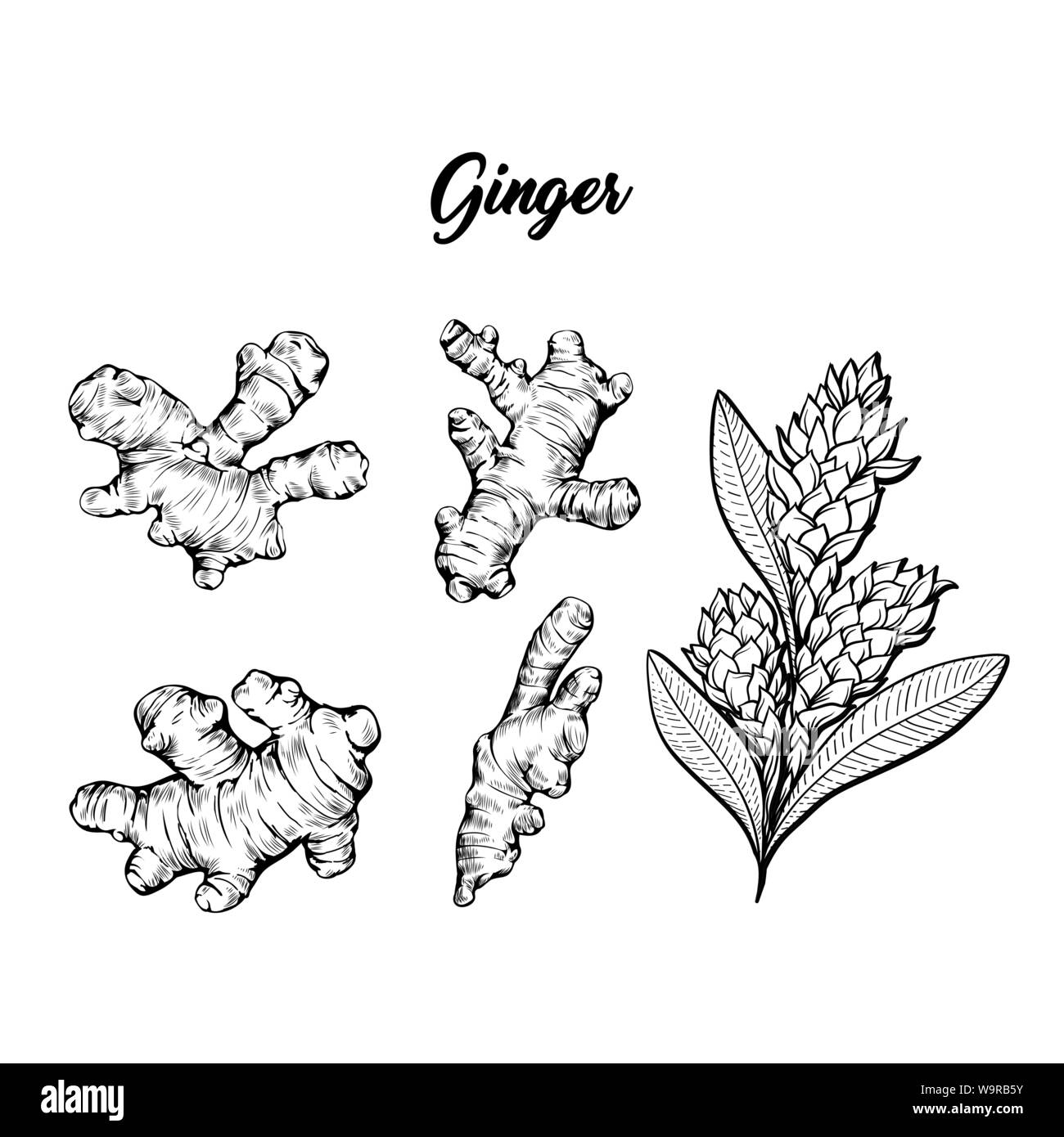 Ginger and flower blossoming plant spice set. Botanical vector illustration for posters or banner design Stock Vector