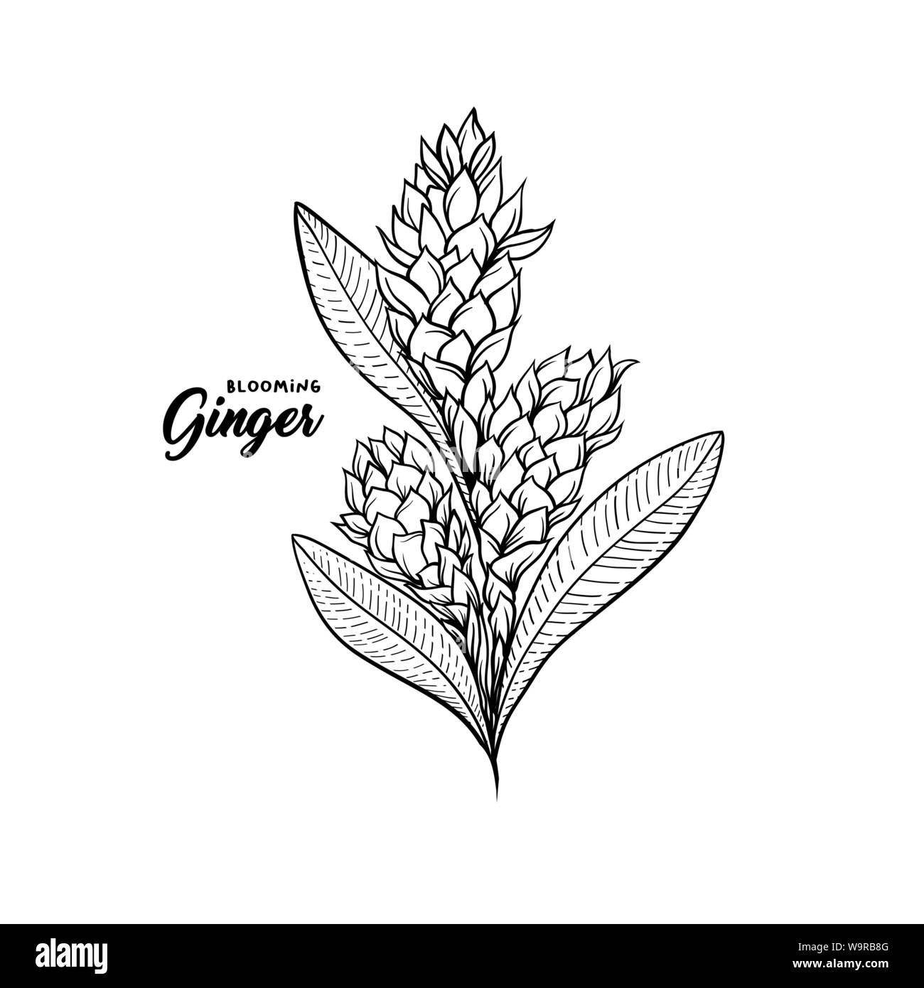 Gingerflower blossoming plant spice. Botanical vector illustration for posters or banner design Stock Vector