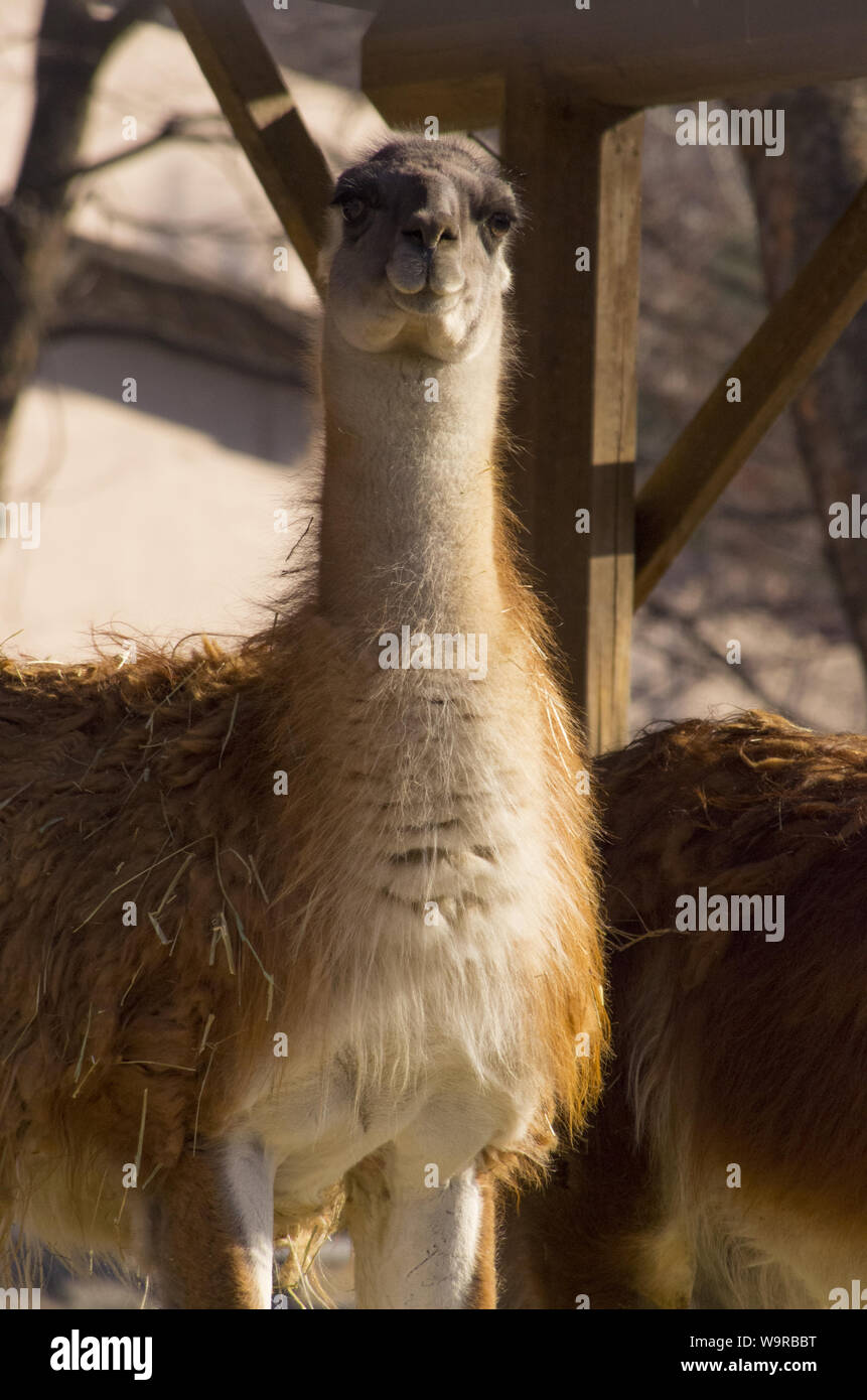 llama standing alone Stock Photo Alamy