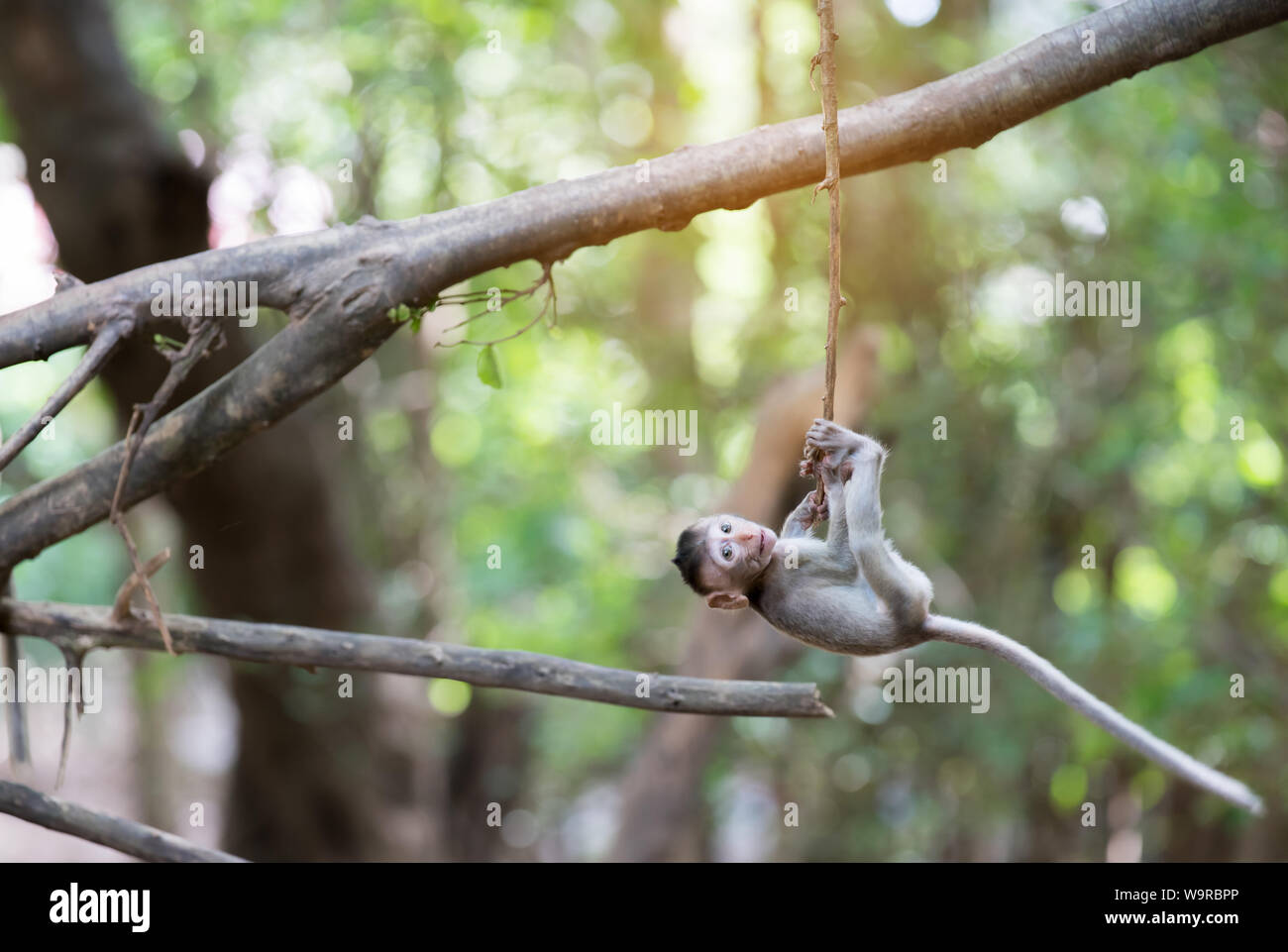 Funny Baby Monkey Hanging On The Tree Stock Photo Alamy