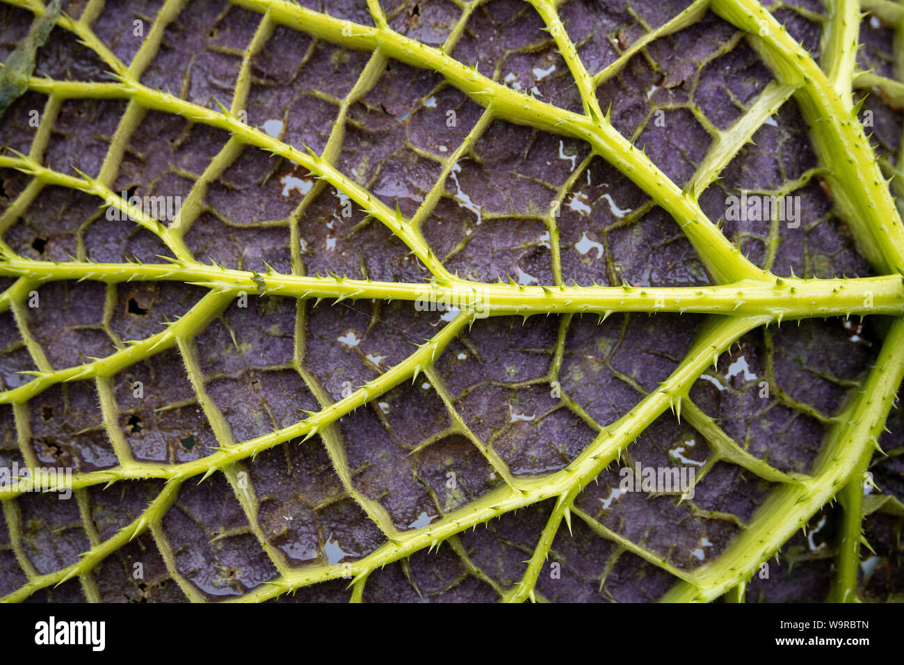 Underside water lily leaf hires stock photography and images Alamy