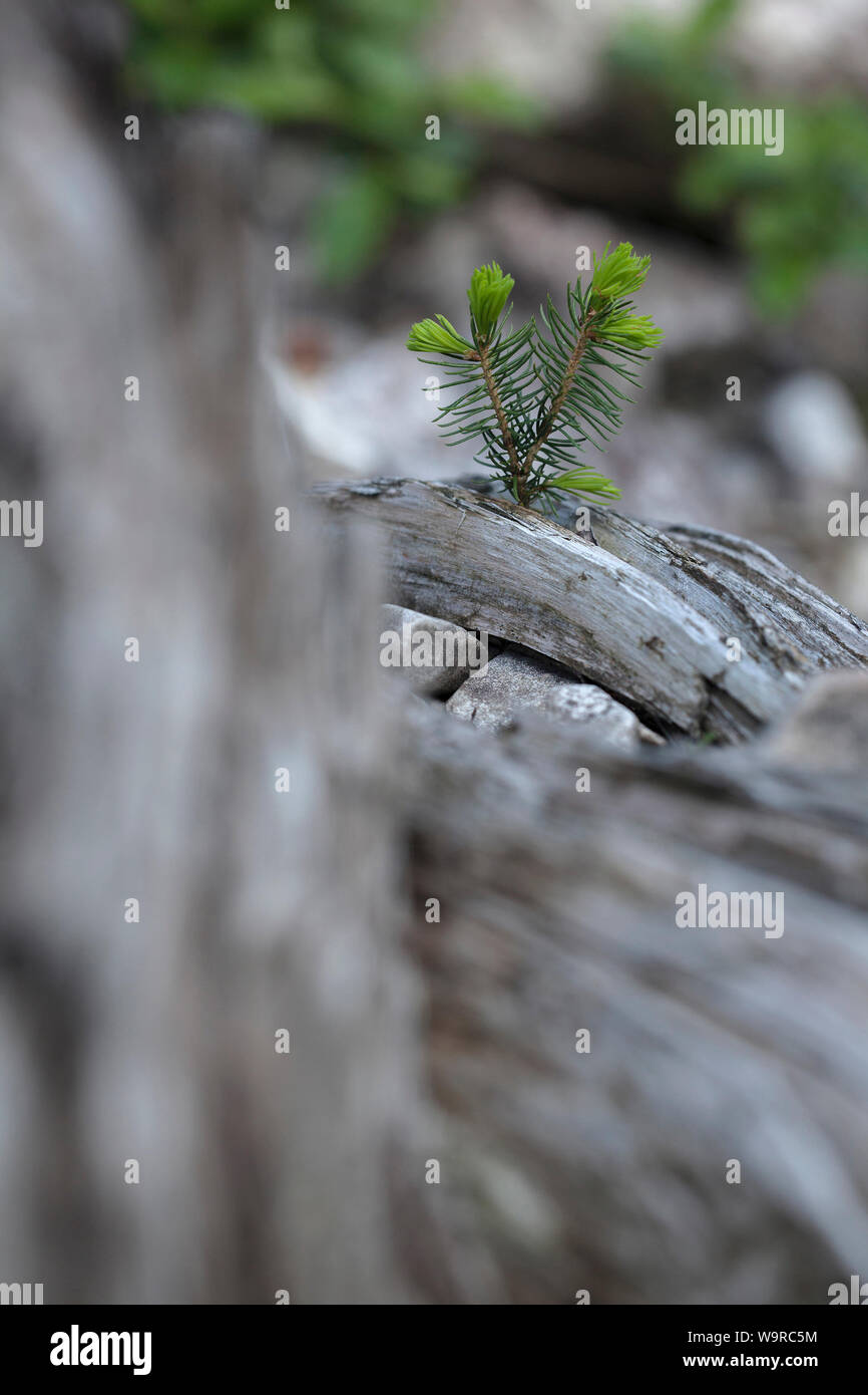 young sprout of a conifer growing out of a grey bleached wood Stock Photo