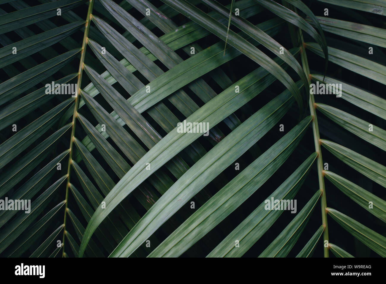 Plants Park Seattle, United States Stock Photo Alamy