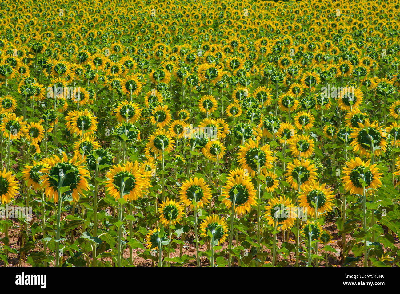 Sunflowers field. Stock Photo