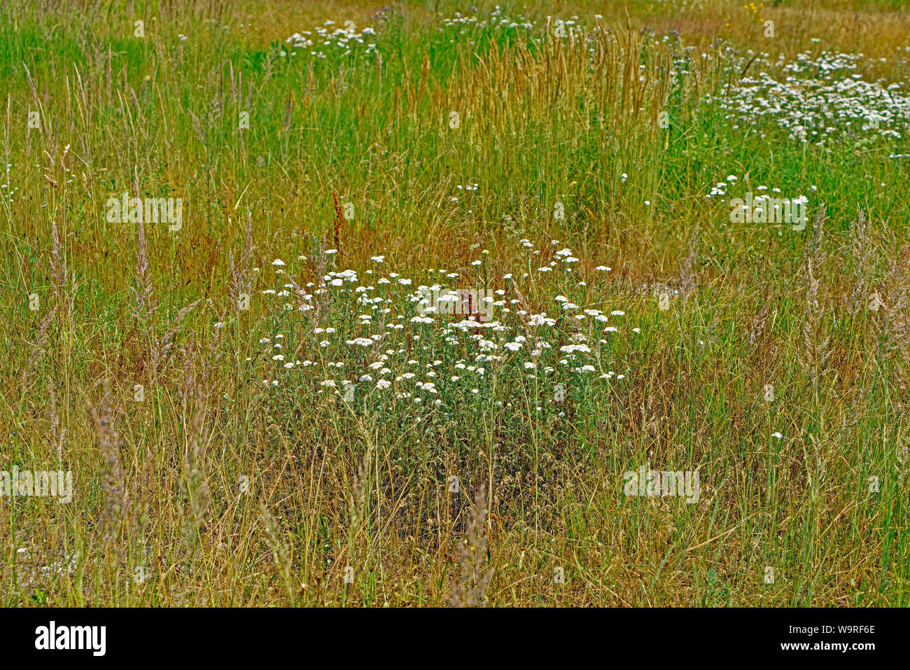 Biotop, Erholungsgebiet, Blüten, weiß, Wildblumen, Gräser Stock Photo