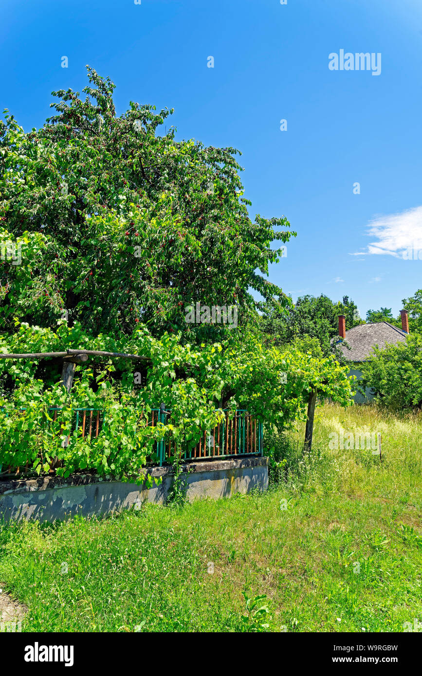 Weinreben garten hires stock photography and images Alamy
