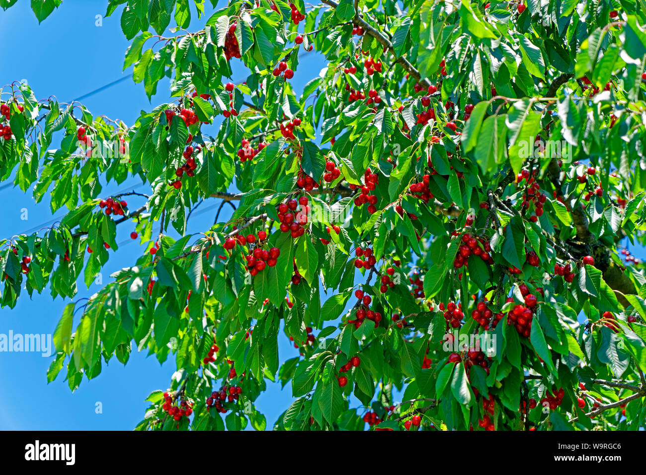 Kirschbaum Stock Photos & Kirschbaum Stock Images Alamy