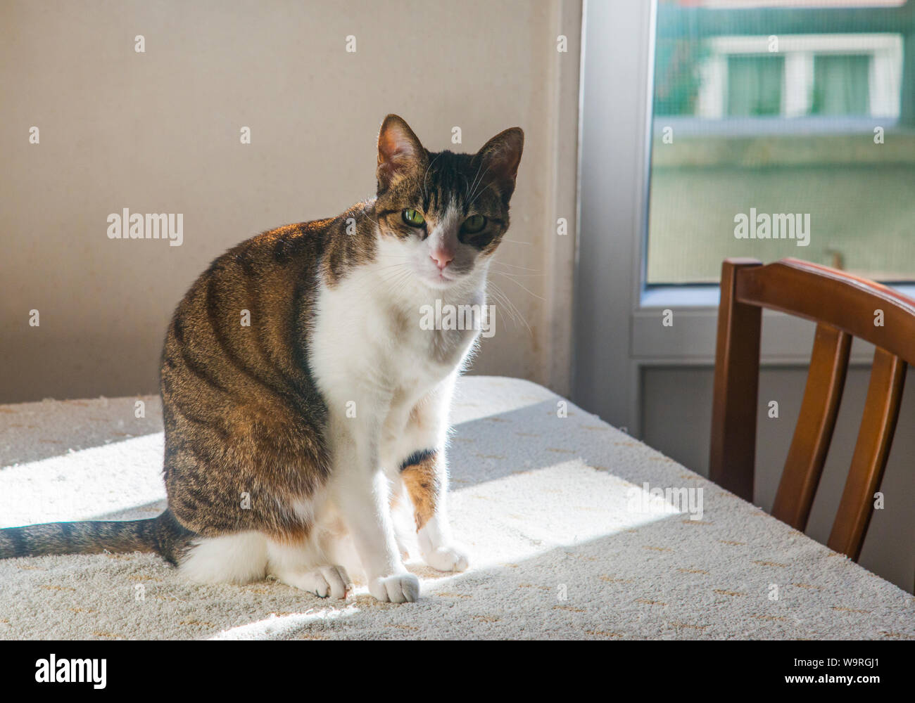 Tabby and white cat sitting on a table. Stock Photo