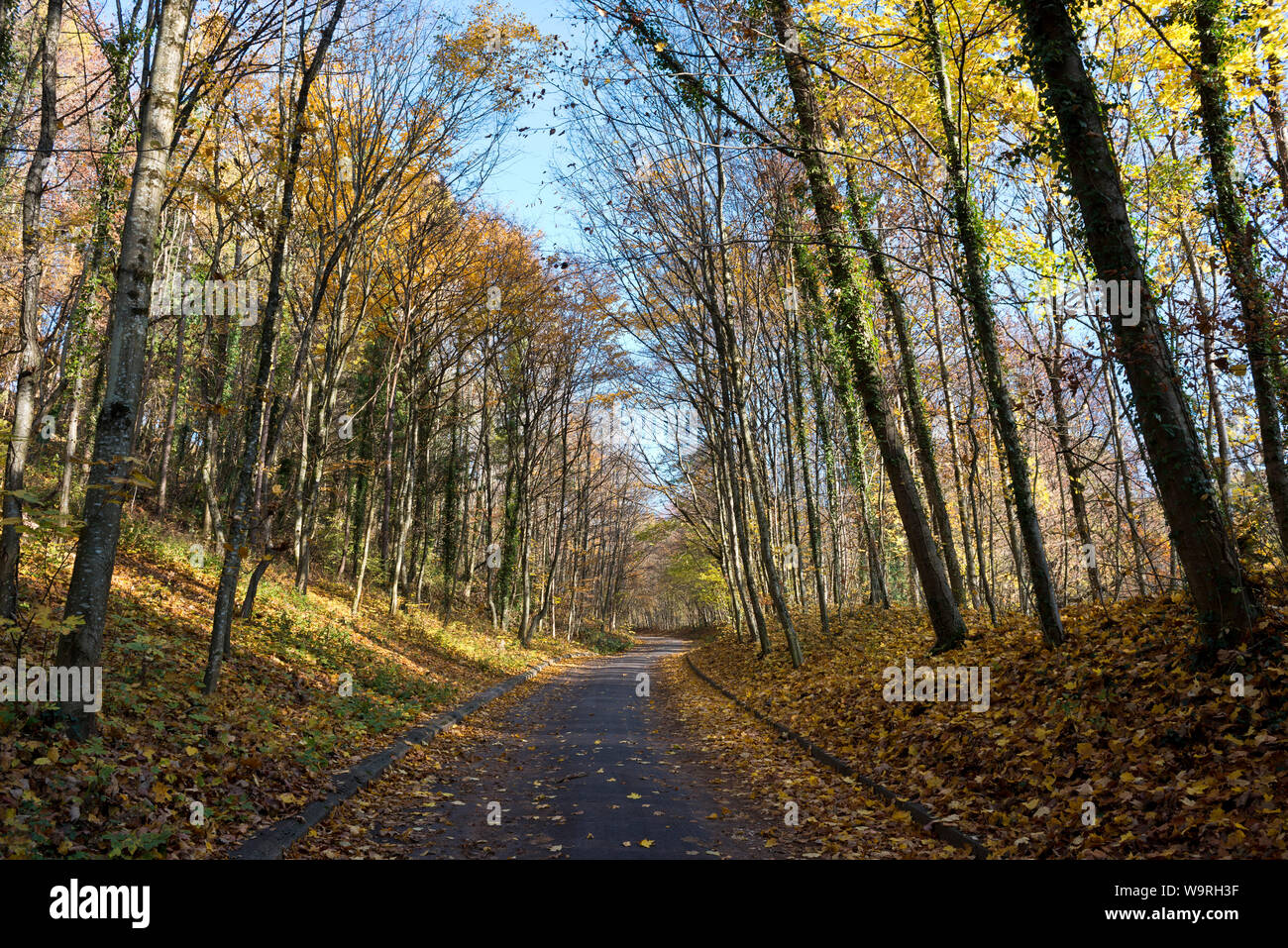 Page 3 - Wald Switzerland High Resolution Stock Photography and Images -  Alamy