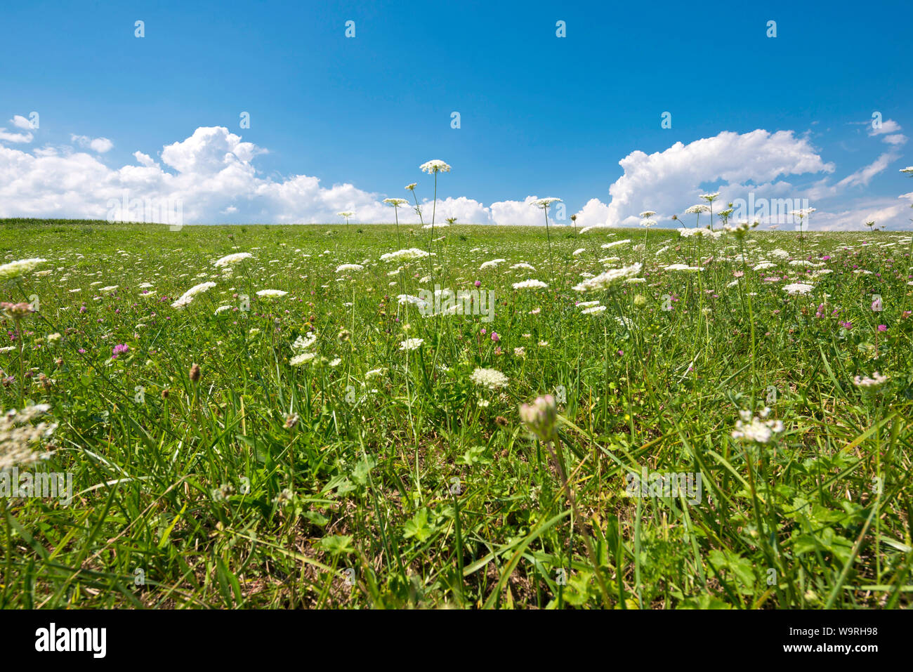 Switzerland, Vaud, Waadt, région, Region, GrosdeVaud, prairie, Wiese