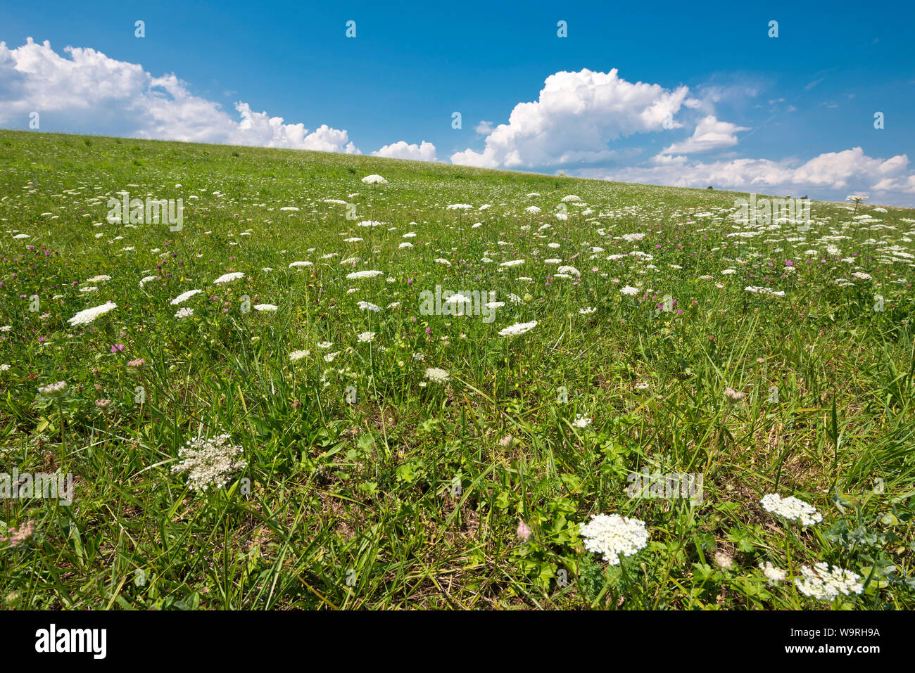 Switzerland, Vaud, Waadt, région, Region, GrosdeVaud, prairie, Wiese