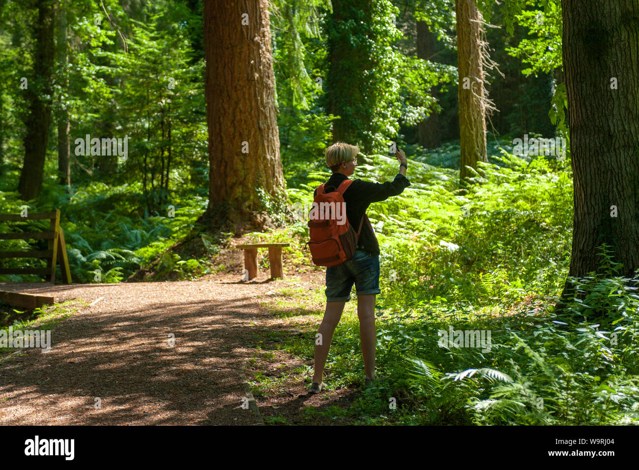 Tallest tree hires stock photography and images Alamy