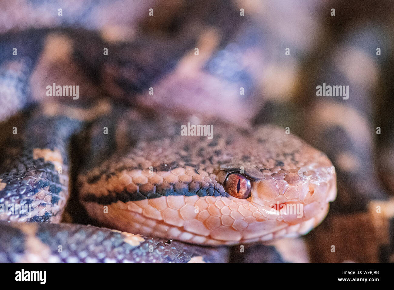 Pilsen, Czech Republic. 15th Aug, 2019. Bushmaster (Lachesis muta) snakelets are presented in an exposition of the most venomous snakes named Kingdom of poison in the Pilsen Zoo, Czech Republic, on Thursday, August 15, 2019. Credit: Miroslav Chaloupka/CTK Photo/Alamy Live News Stock Photo