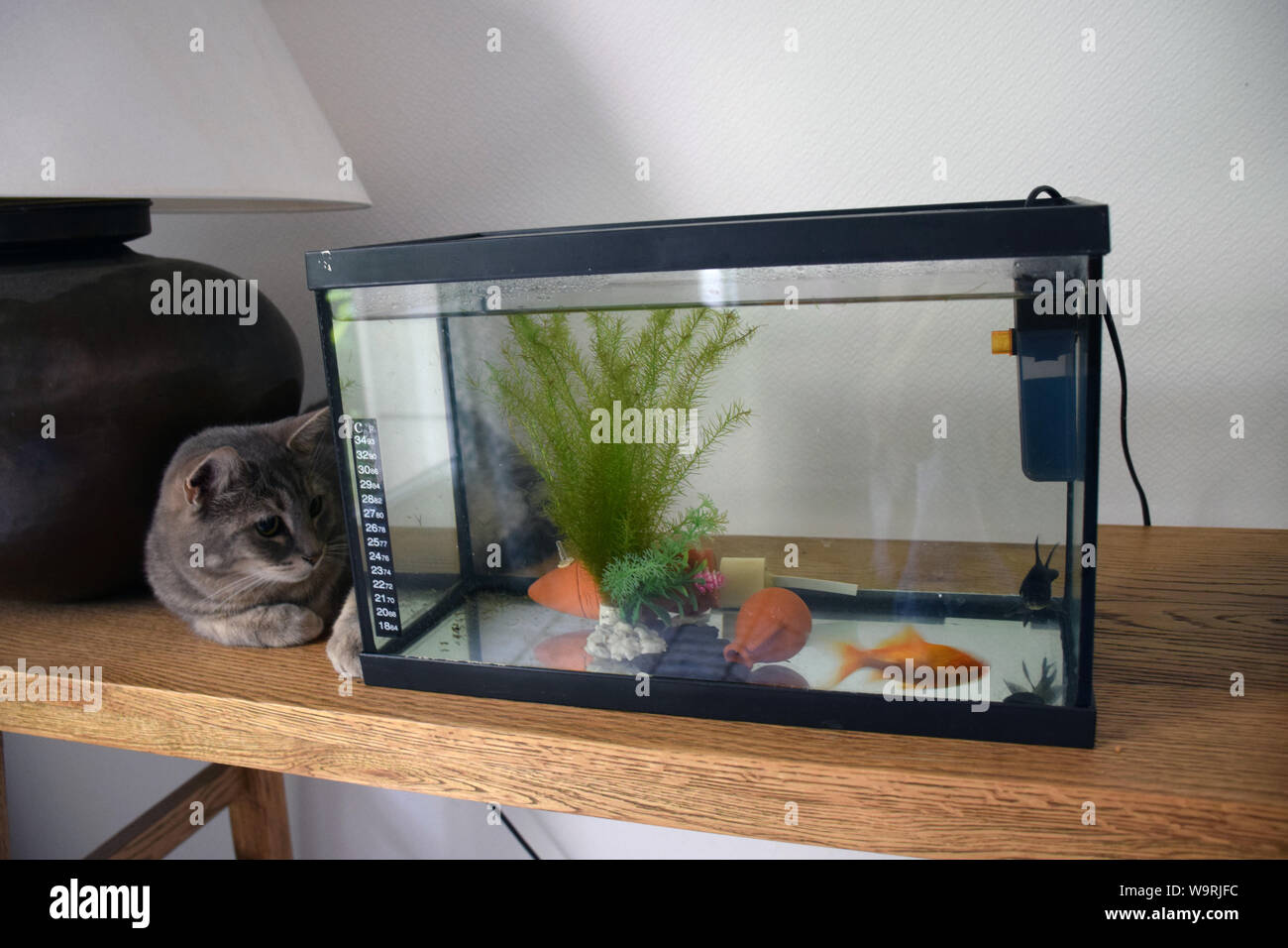 Cat looking fish tank hi-res stock photography and images - Alamy