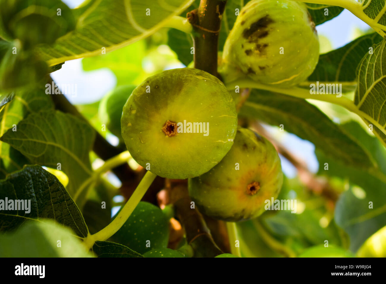 Green figs on the tree. Stock Photo