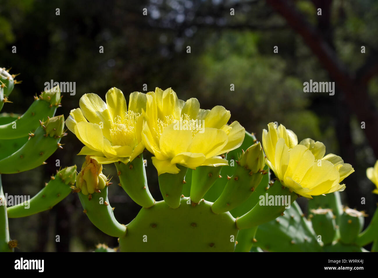 opuntia-ficus-indica-prickly-pear-yellow-flower-stock-photo-alamy