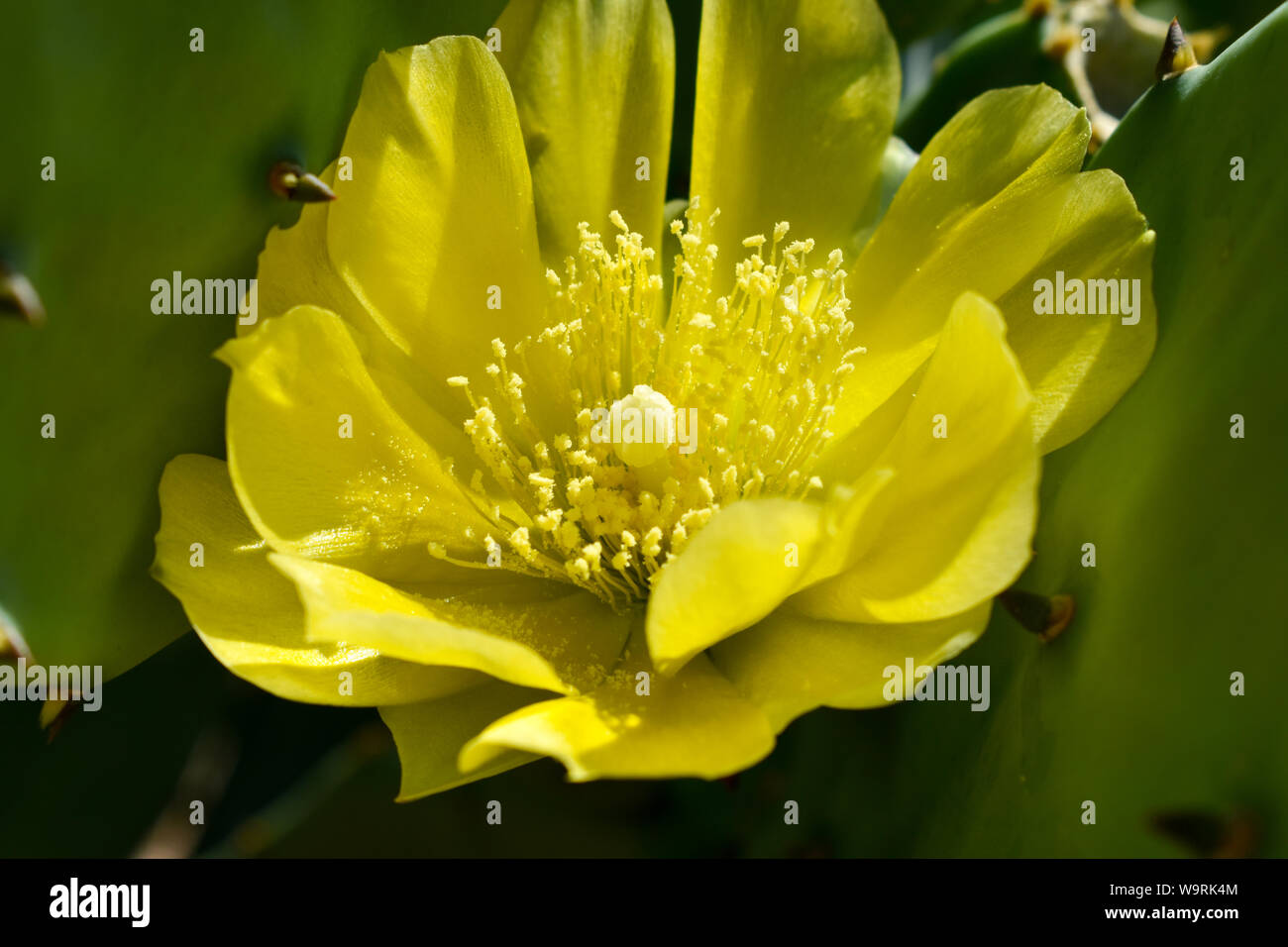 opuntia-ficus-indica-flower-high-resolution-stock-photography-and
