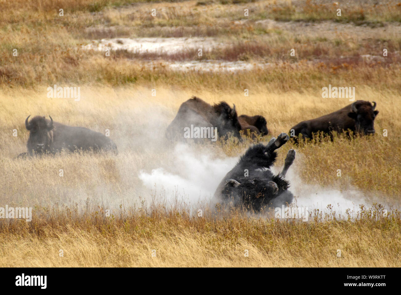 North America, American, USA, Rocky Mountains, West, Yellowstone  National Park, UNESCO, World Heritage, wallowing bison *** Local Caption *** Stock Photo