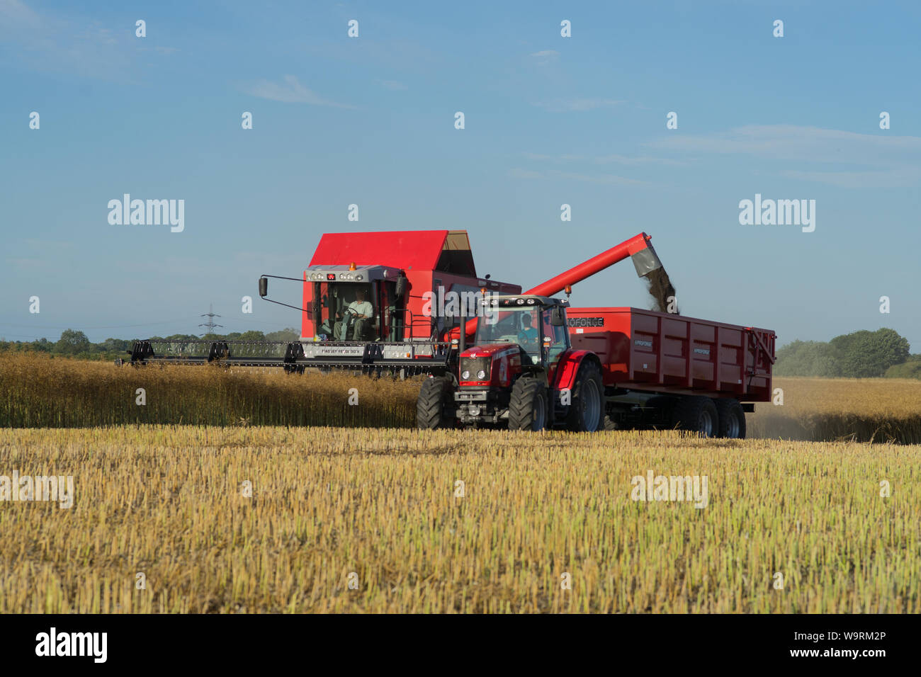Combine harvester and Tractor harvesting oilseed rape field under blue skies Stock Photo