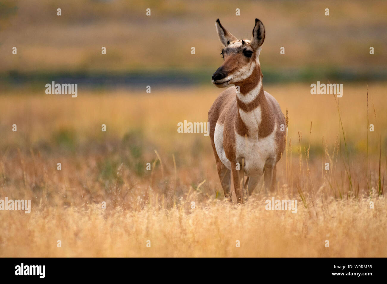 North America, American, USA, Rocky Mountains, West, Yellowstone  National Park, UNESCO, World Heritage, Pronghorn, Antelope *** Local Caption *** Stock Photo